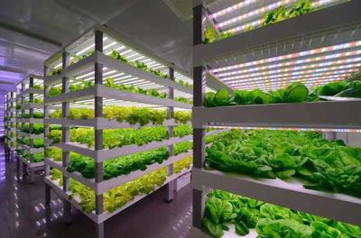 【未來農業(yè)】從中日荷"植物工廠",看未來農業(yè)~