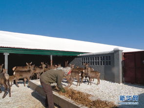 農(nóng)行多措并舉幫扶當(dāng)?shù)?三農(nóng) 助力精準(zhǔn)扶貧