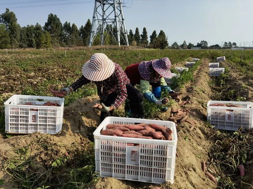 深耕深汕協作，做大做優“農業蛋糕”，讓“菜籃子”更豐富美味
