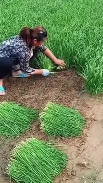 耕耘沃土，收獲健康——優質農產品的純天然之路